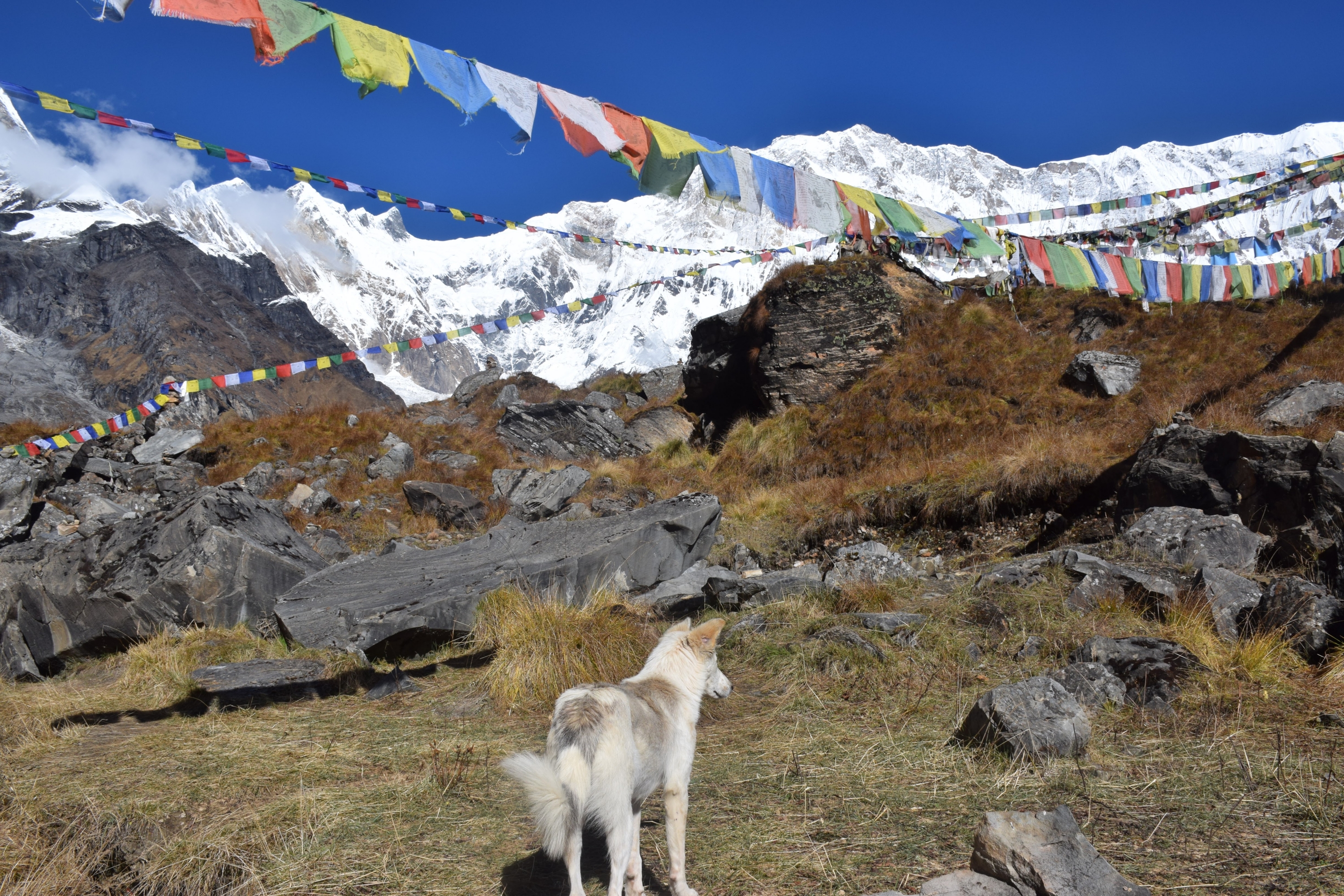 ヒマラヤ アンナプルナbcトレッキング 費用 装備 日数まとめ ネパールにハマ ル